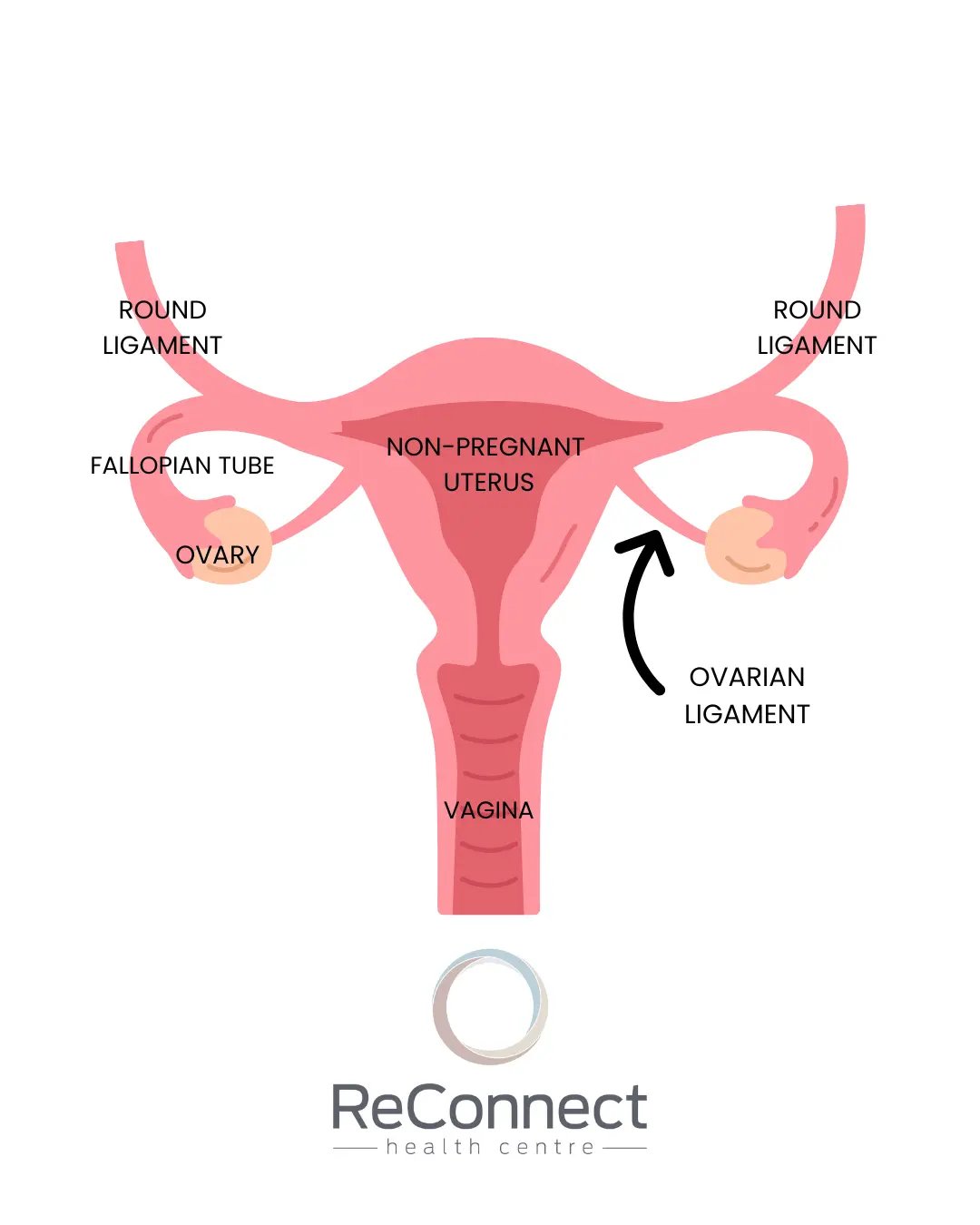 round ligament non pregnant